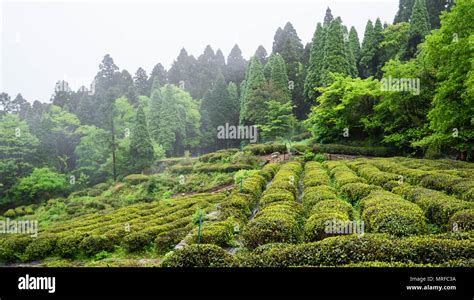 江西有哪些山峯，且談談茶文化與其間的微妙關聯